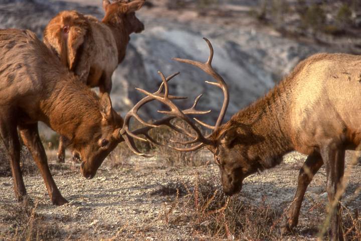 Bull elk sparring in Yellowstone National Park are among many sights visitors see on tour with Yellowstone Wild.