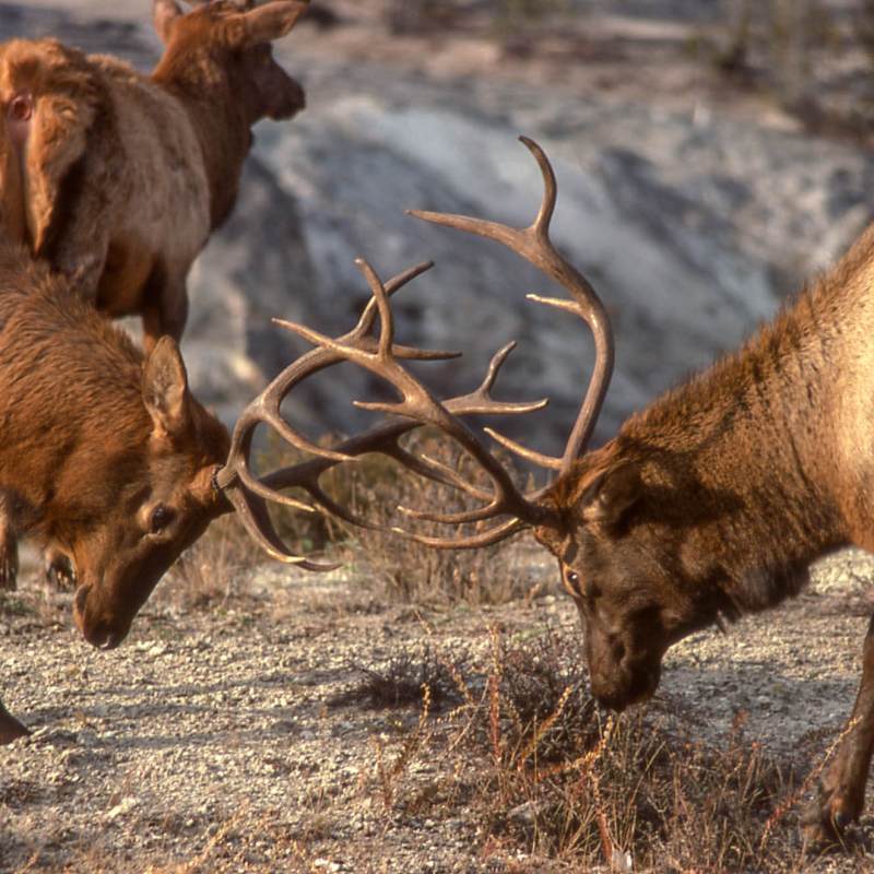 Bull elk sparring in Yellowstone National Park are among many sights visitors see on tour with Yellowstone Wild.