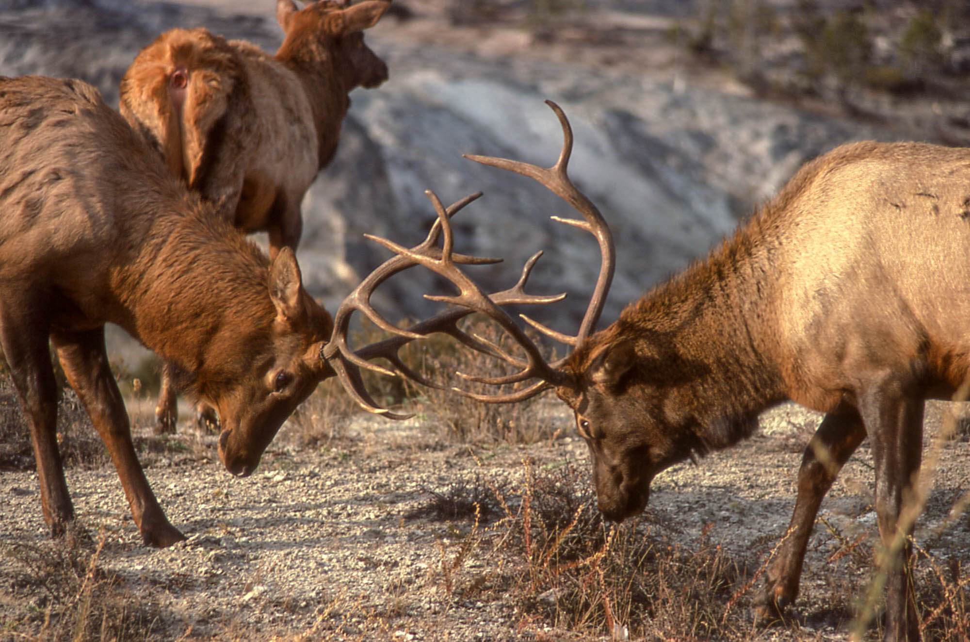 Elk Sparring Bull elk sparring in Yellowstone National Park are among many sights visitors see on tour with Yellowstone Wild.