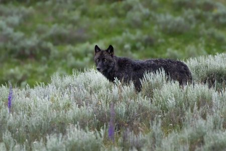 Wolves and bears often battle over carcasses of bison and other animals in Yellowstone National Park - particularly in the park's Northern Range near Gardiner, MT.