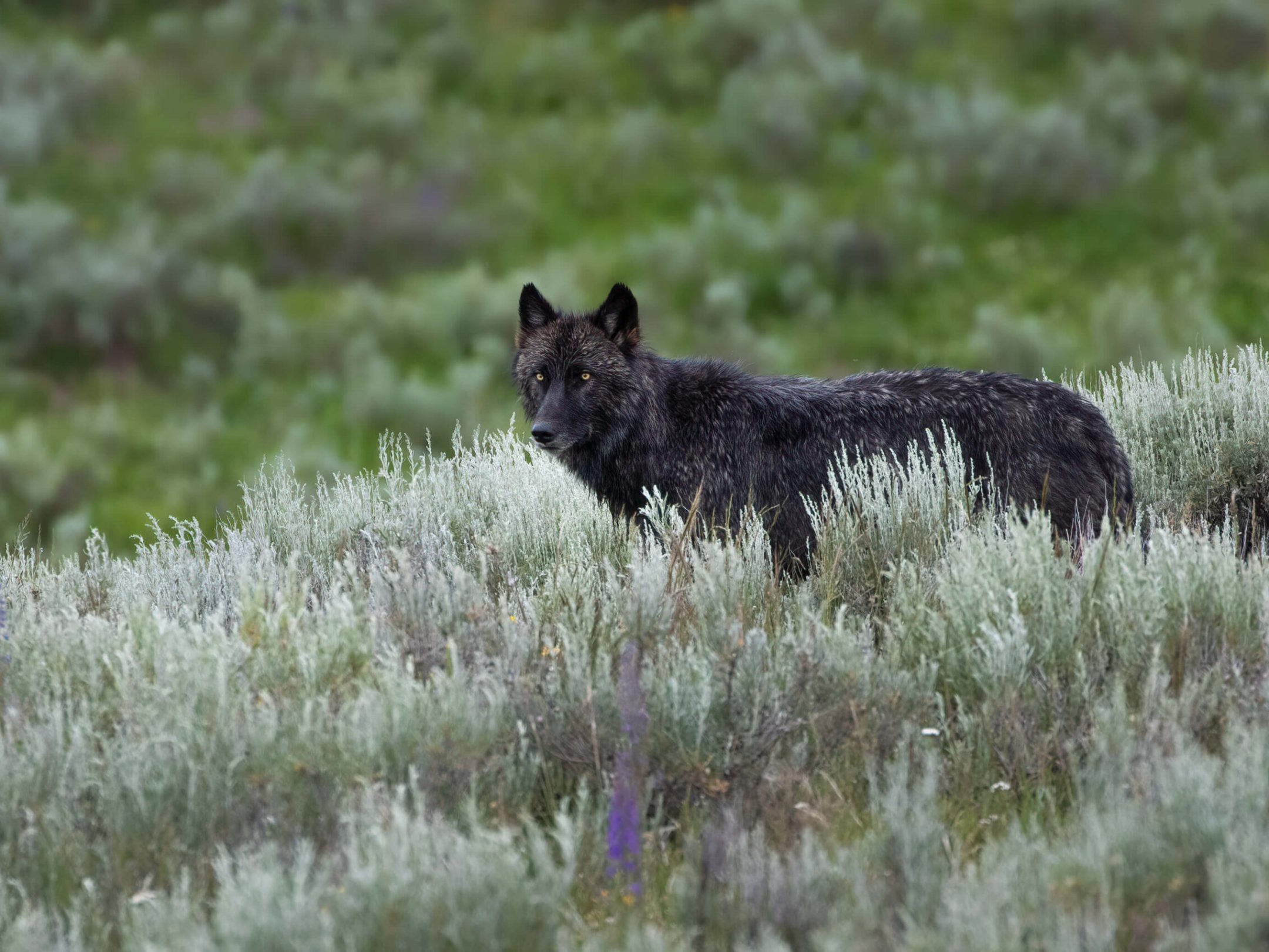 Wolves and bears often battle over carcasses of bison and other animals in Yellowstone National Park - particularly in the park's Northern Range near Gardiner, MT.