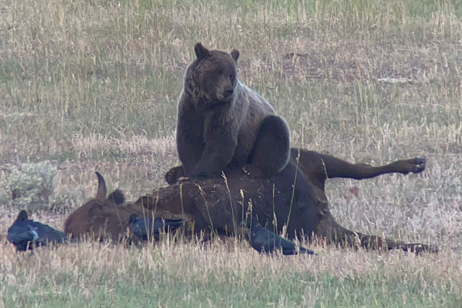 A grizzly bear on a bison carcass in Yellowstone National Park are among many sights visitors see on tour with Yellowstone Wild.