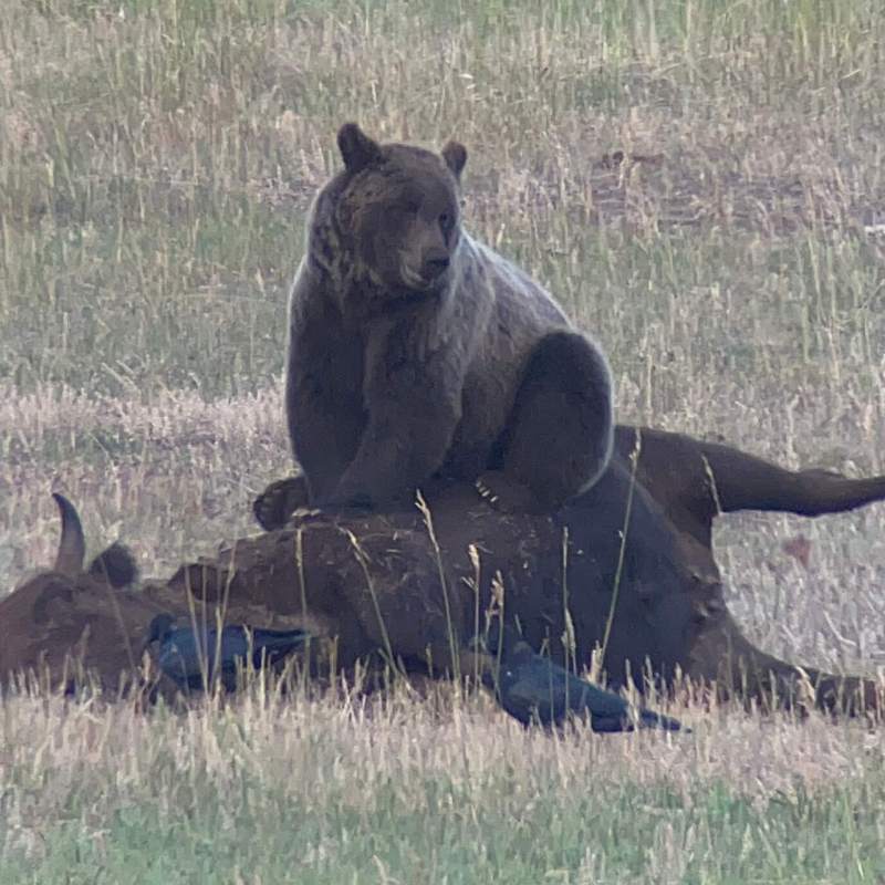 A grizzly bear on a bison carcass in Yellowstone National Park are among many sights visitors see on tour with Yellowstone Wild.