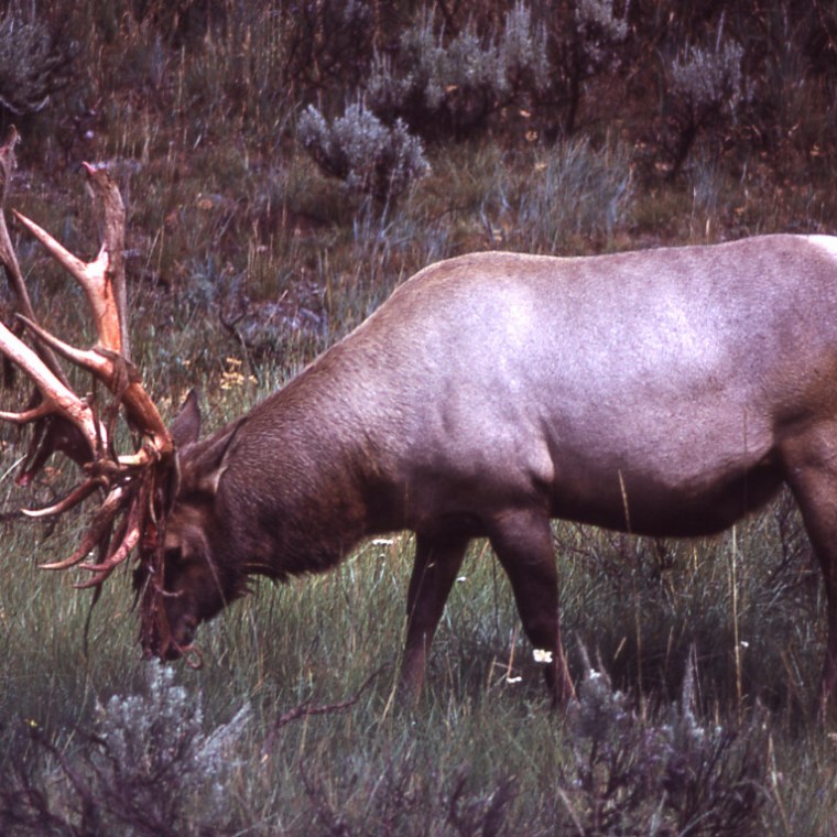 A bull elk shedding velvet from its antlers in Yellowstone National Park are among many sights visitors see on tour with Yellowstone Wild.