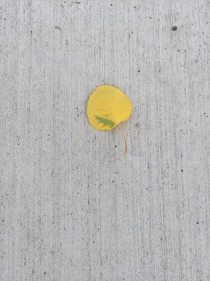 Changing leaves in Yellowstone signal fall and winter tour opportunities!