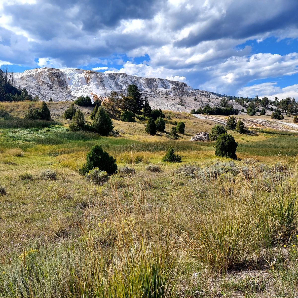 The colorful waters of the Mammoth Terraces in Yellowstone National Park are among many sights visitors see on tour with Yellowstone Wild.