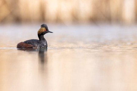 An eared grebe swims across placid water in Yellowstone National Park. Grebes are among many bird species visible in Yellowstone.