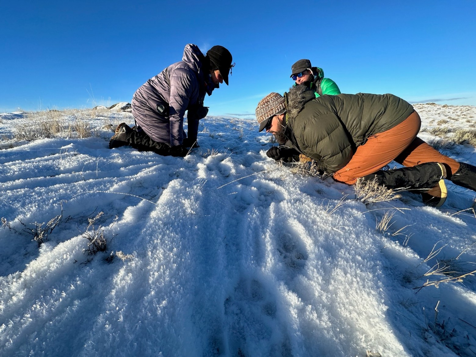 Yellowstone Wild Guides learn to tell the story of wolf tracks in the snow in Yellowstone National Park to share with guests on tour.
