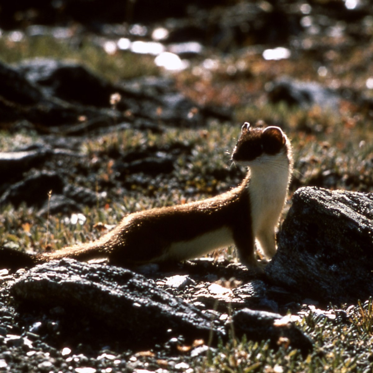 Weasels in winter in Yellowstone National Park have the ability to grow in their coats of hair and fur white, and then brown again during summer.