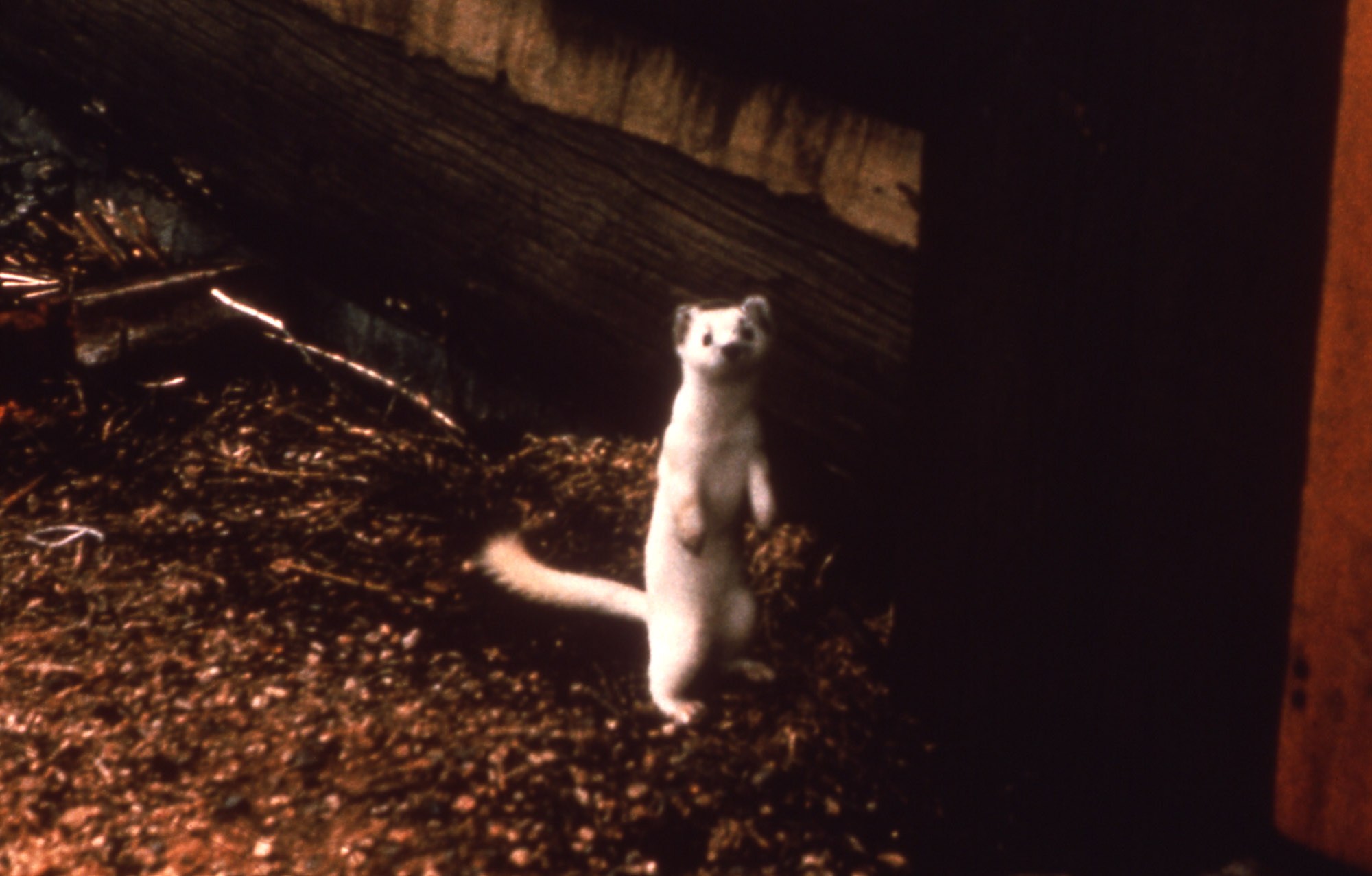 Weasels in winter in Yellowstone National Park have the ability to grow in their coats of hair and fur white, and then brown again during summer.