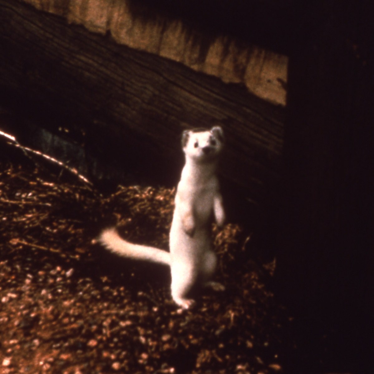 Weasels in winter in Yellowstone National Park have the ability to grow in their coats of hair and fur white, and then brown again during summer.