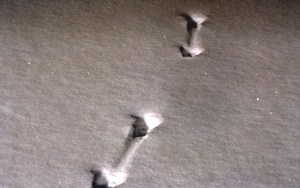 Animal tracks in the snow are among the many sights guests with Yellowstone Wild Tours see during winter trips to Yellowstone National Park.
