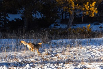 Hunting coyotes are one of the many wild animals guests see while on tour in winter in Yellowstone National Park.