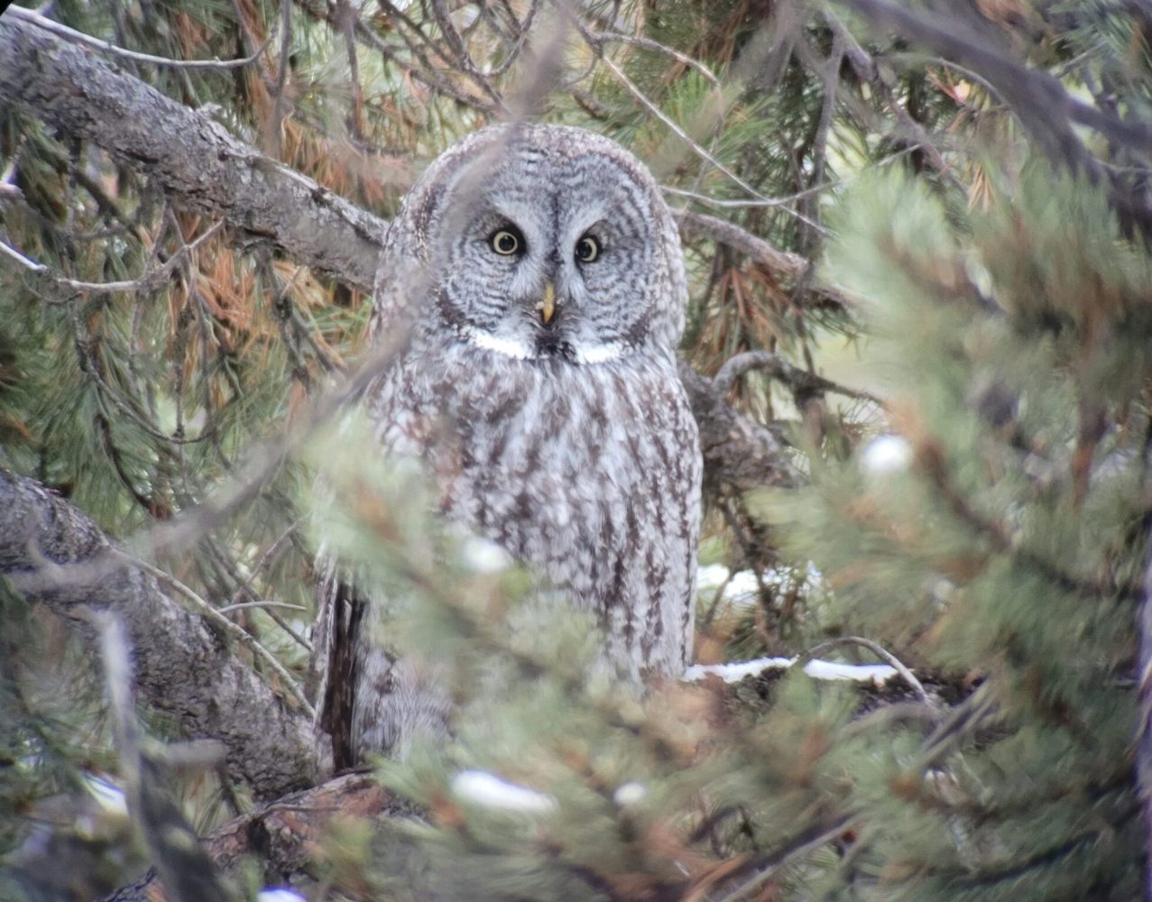 great grey owl as soon on a winter wolves and wonders package