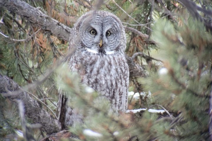 great grey owl as soon on a winter wolves and wonders package