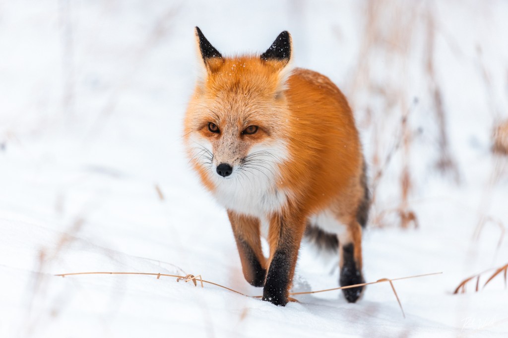 A red fox in the snow is viewed by guests on tour with Yellowstone Wild Tours.