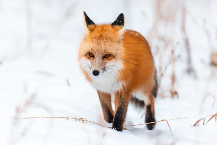 A red fox in the snow is viewed by guests on tour with Yellowstone Wild Tours.