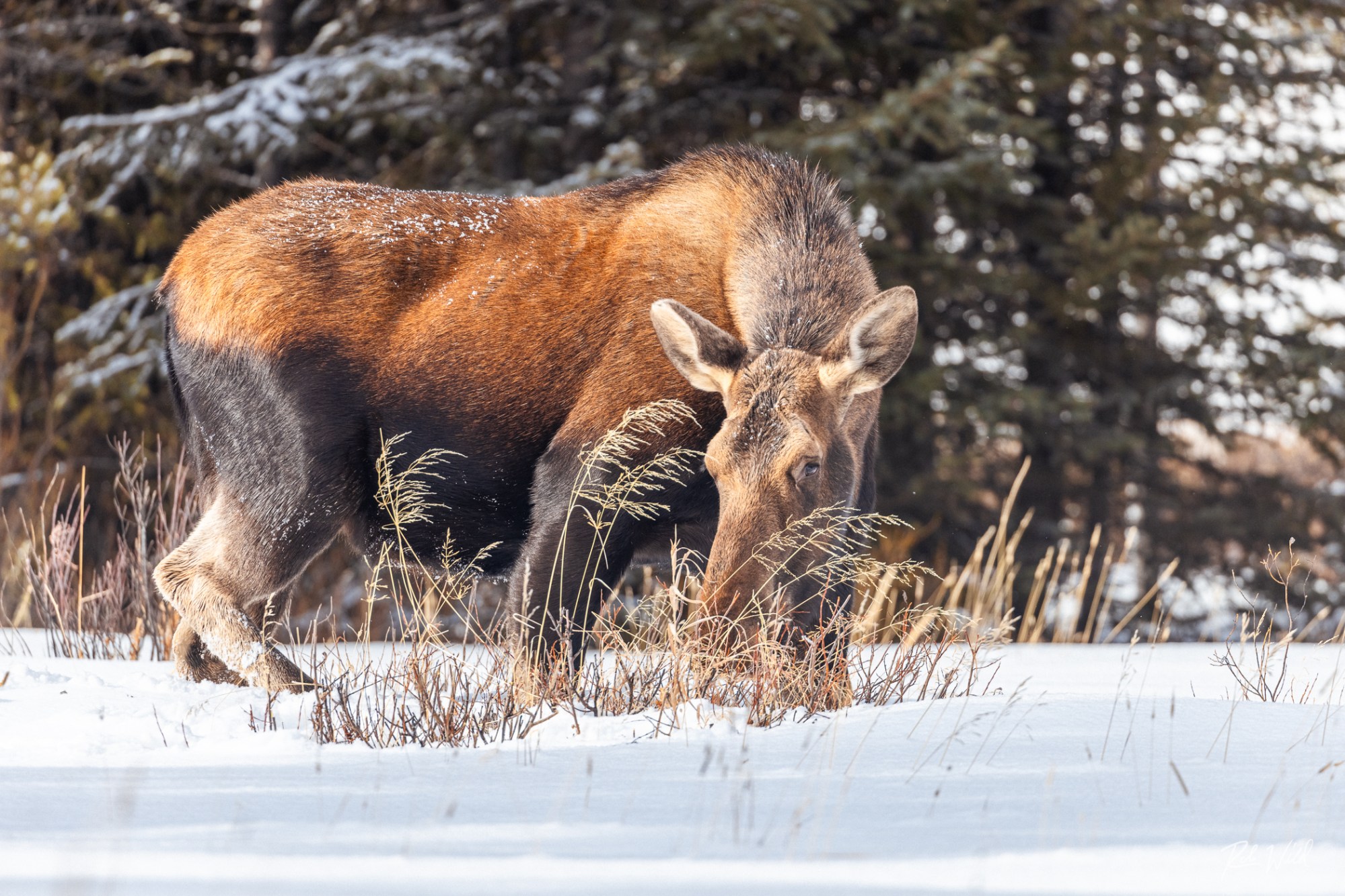 Yellowstone National Park is home to wild animals and geysers as the world's first national park. Yellowstone Wild Tours can help you have your best experience!