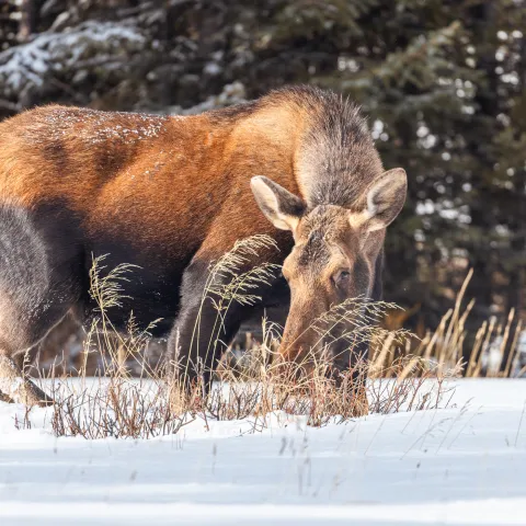 Yellowstone National Park is home to wild animals and geysers as the world's first national park. Yellowstone Wild Tours can help you have your best experience!