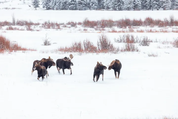 Bull moose are among many wild animals visible on tour with Yellowstone Wild Tours in Yellowstone National Park. Photo by Rob Harwood
