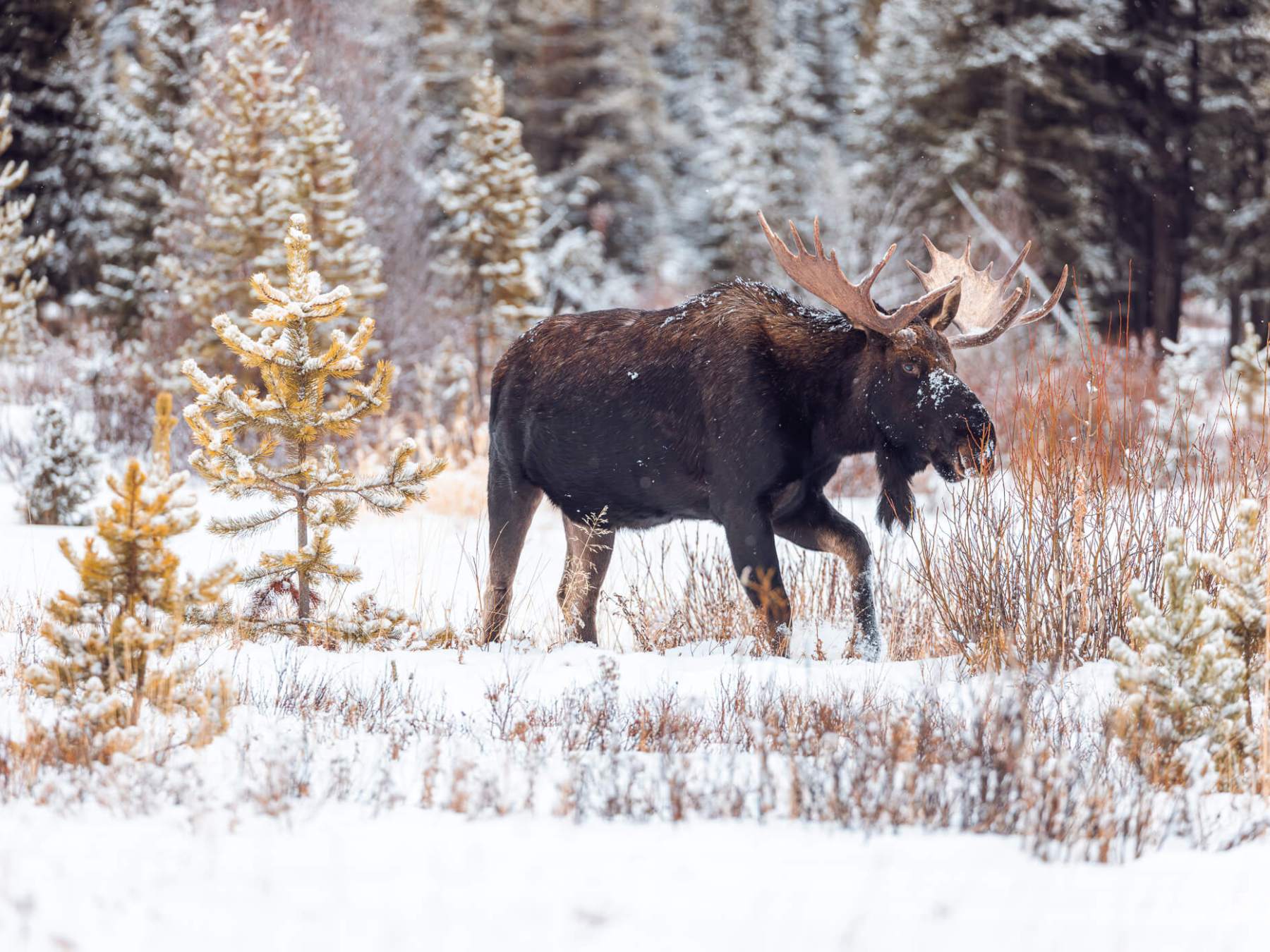 A bull moose wades through snowpack in Yellowstone National Park's Northern Range as seen by guests on tour with Yellowstone Wild Tours during a winter photo package.