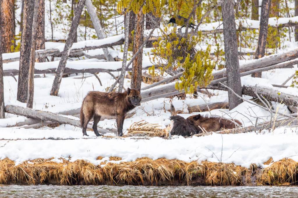 Wolves feed on a bison carcass in Yellowstone National Park as witnessed by guests on tour with Yellowstone Wild during a winter photo package.
