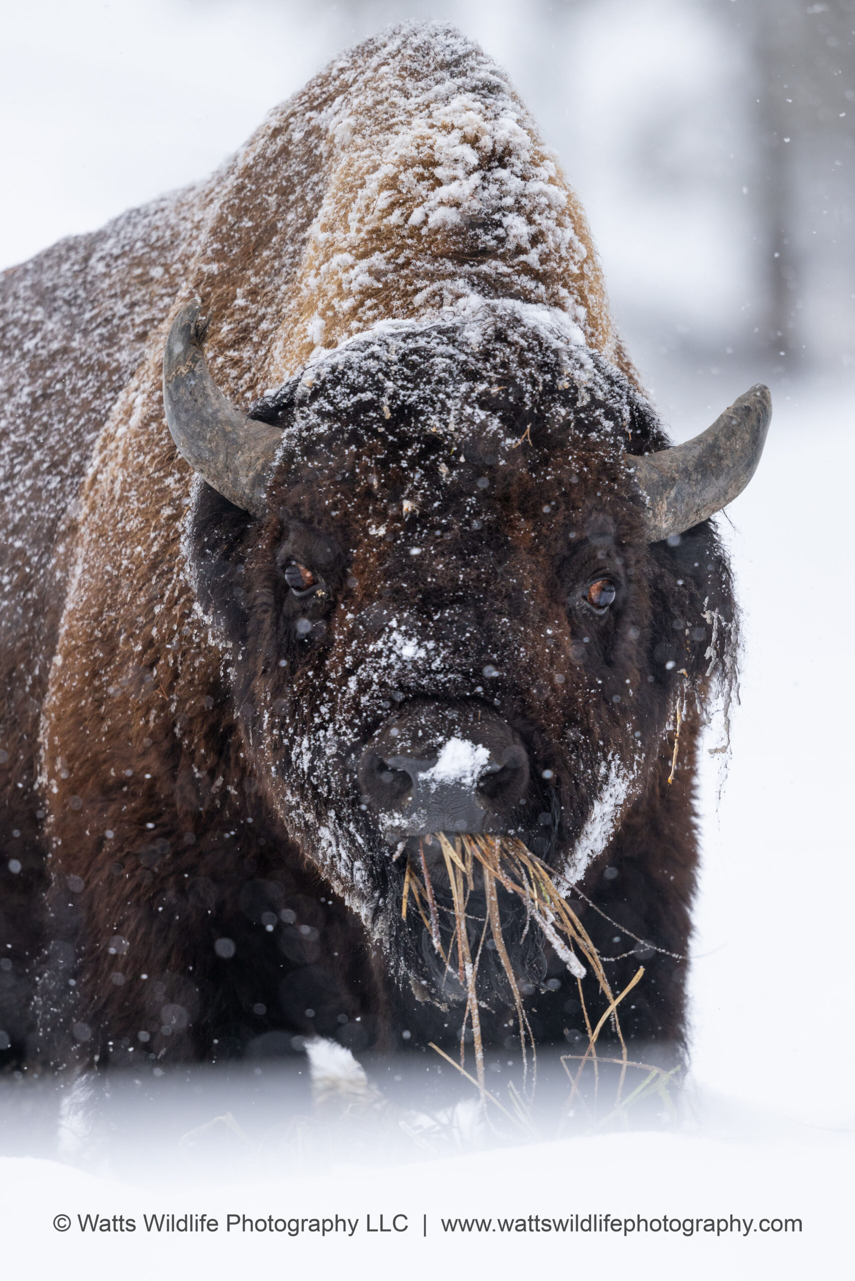 a cow is standing in the snow