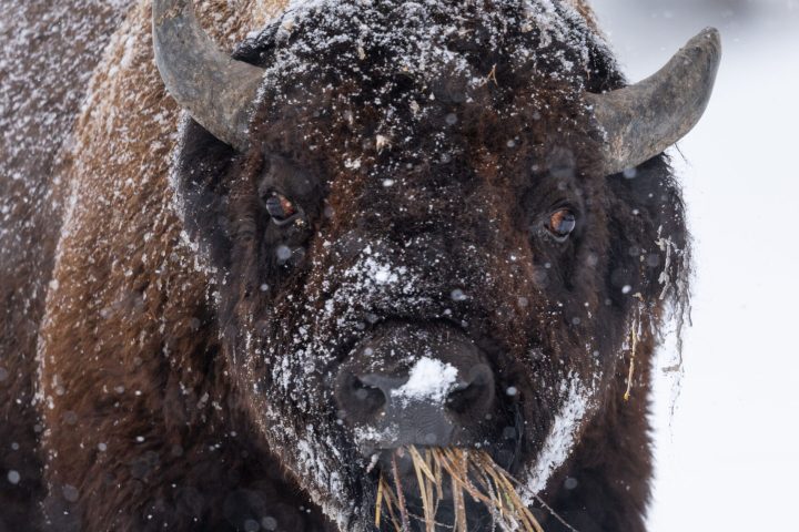 a cow is standing in the snow