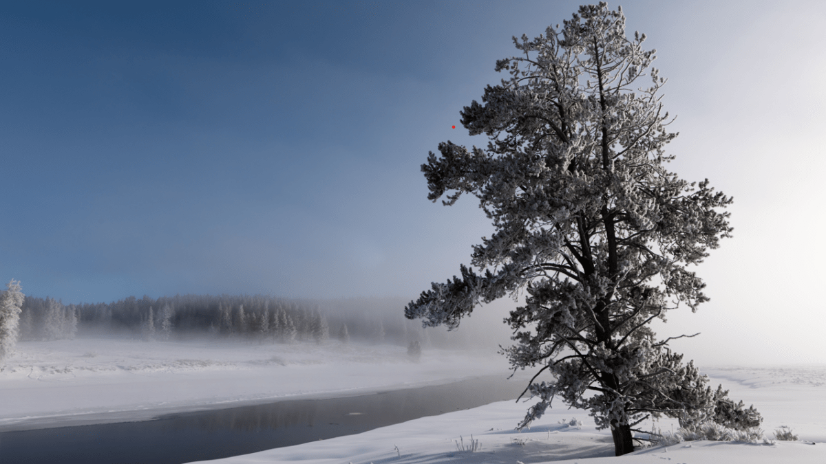 Hayden Valley Yellowstone in winter.