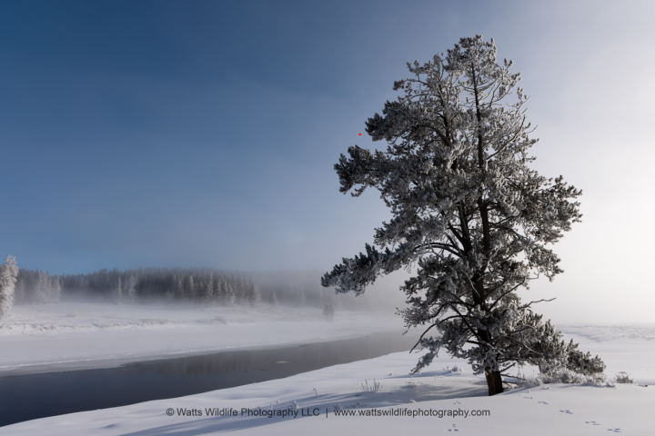 Hayden Valley Yellowstone in winter.