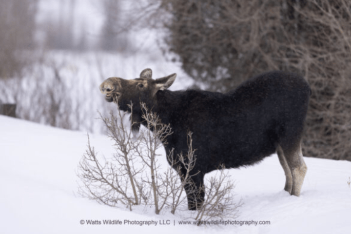 a Yellowstone moose in winter eating willow. Photo by Evan Watts