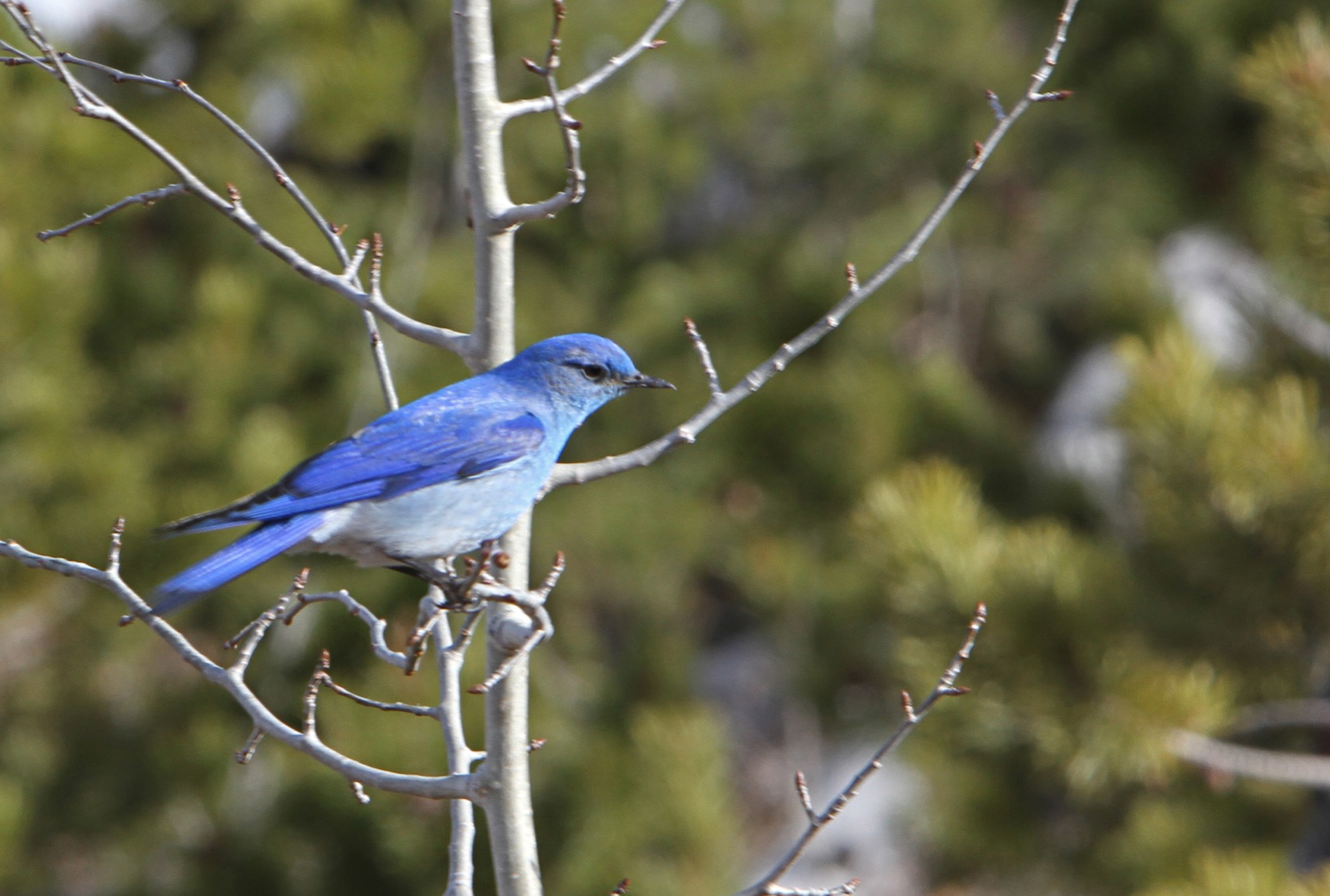 0A89CE62-1DD8-B71B-0B88E50C9AFB7413Original A mountain bluebird perches on a limb in Yellowstone National Park.
