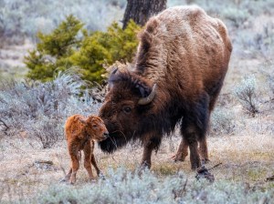 A cow bison licks clean her calf as viewed by Yellowstone Wild Tours in Yellowstone National Park.