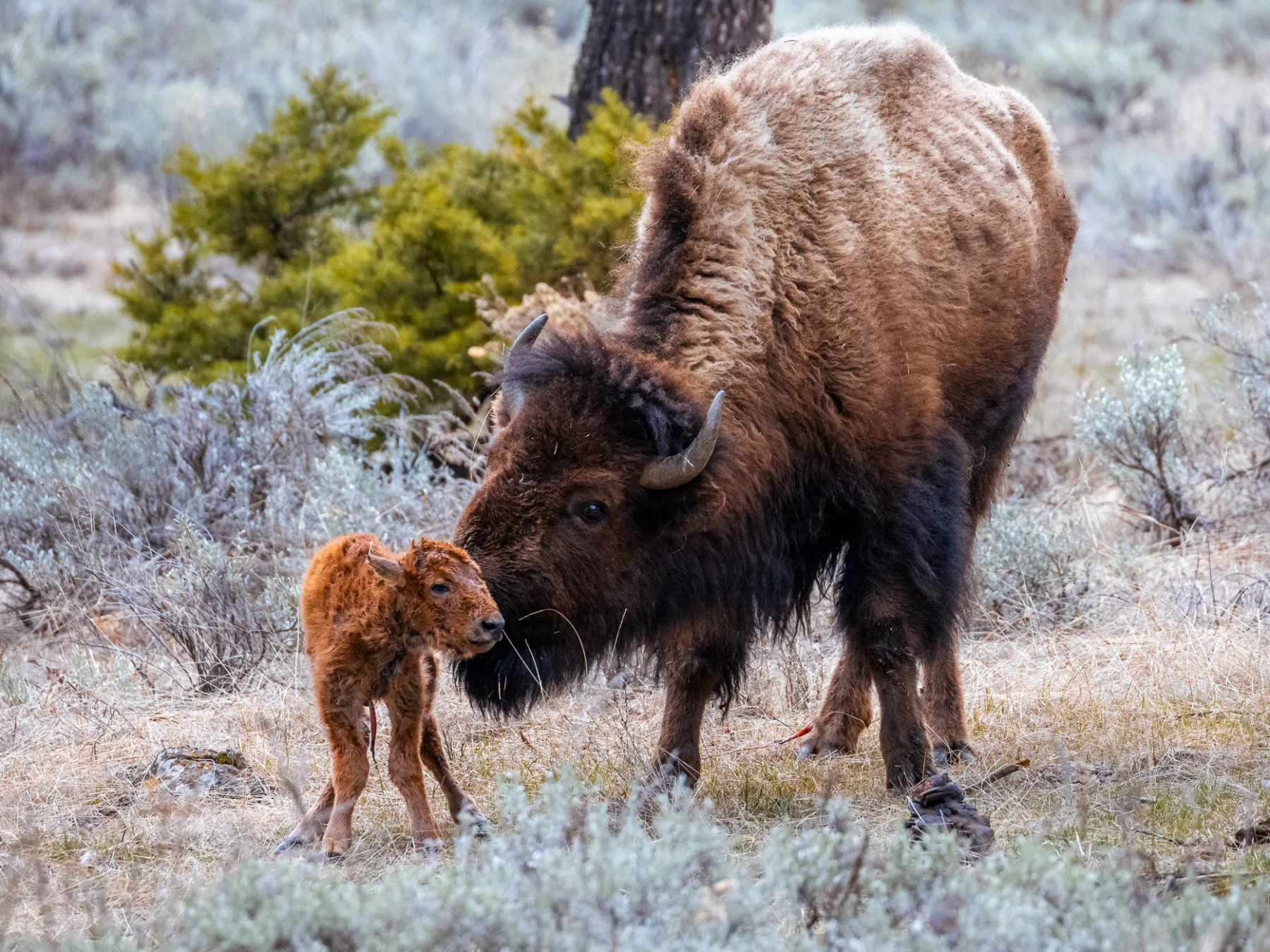 A cow bison licks clean her calf as viewed by Yellowstone Wild Tours in Yellowstone National Park.