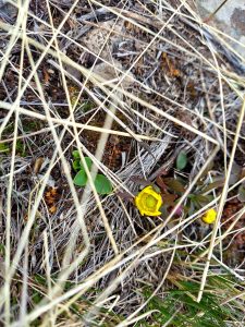 Buttercups bloom in springtime in the Northern Range of Yellowstone National Park.