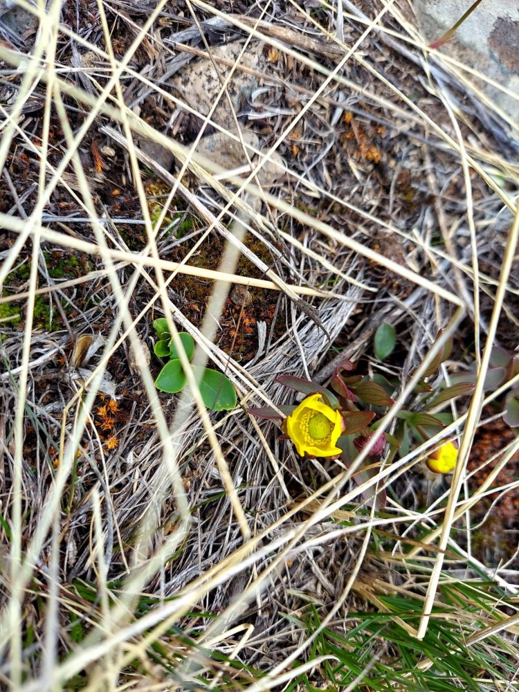 Buttercups bloom in springtime in the Northern Range of Yellowstone National Park.