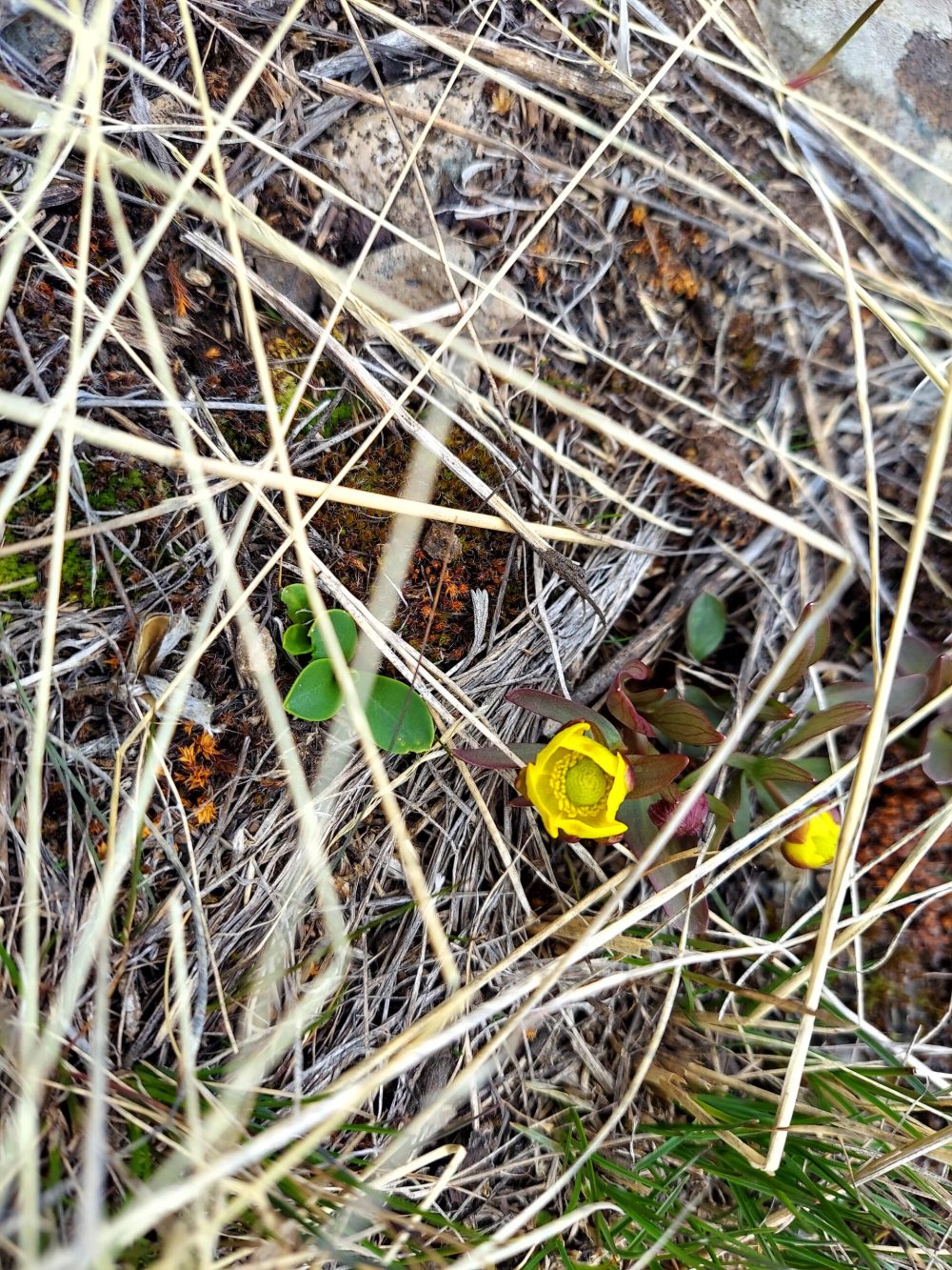 Buttercups bloom in springtime in the Northern Range of Yellowstone National Park.