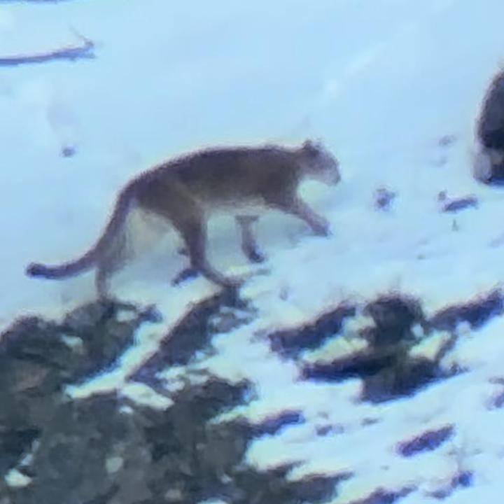 A mountain lion seen through a spotting scope in Yellowstone National Park's Northern Range crosses a mountain snow patch as seen by guests on tour with Yellowstone Wild Tours.