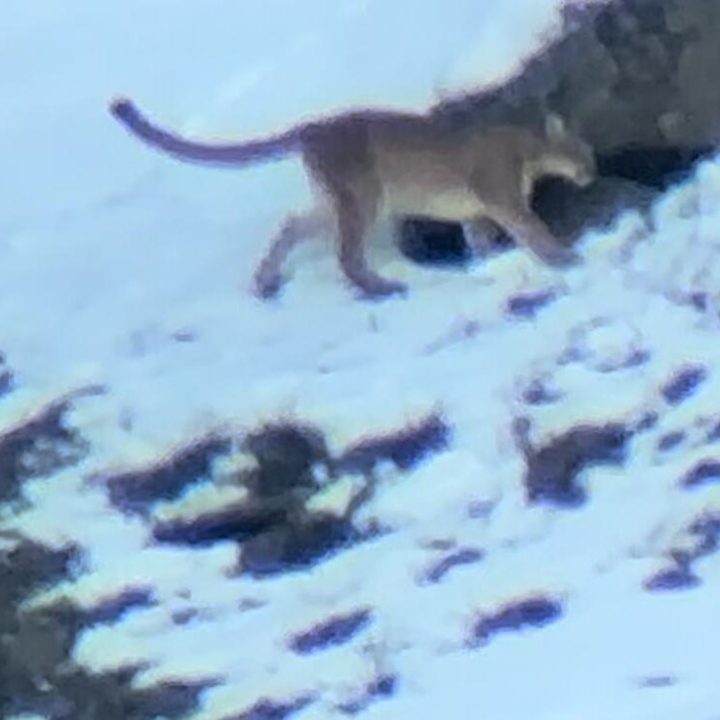 A mountain lion seen through a spotting scope in Yellowstone National Park's Northern Range crosses a mountain snow patch as seen by guests on tour with Yellowstone Wild Tours.