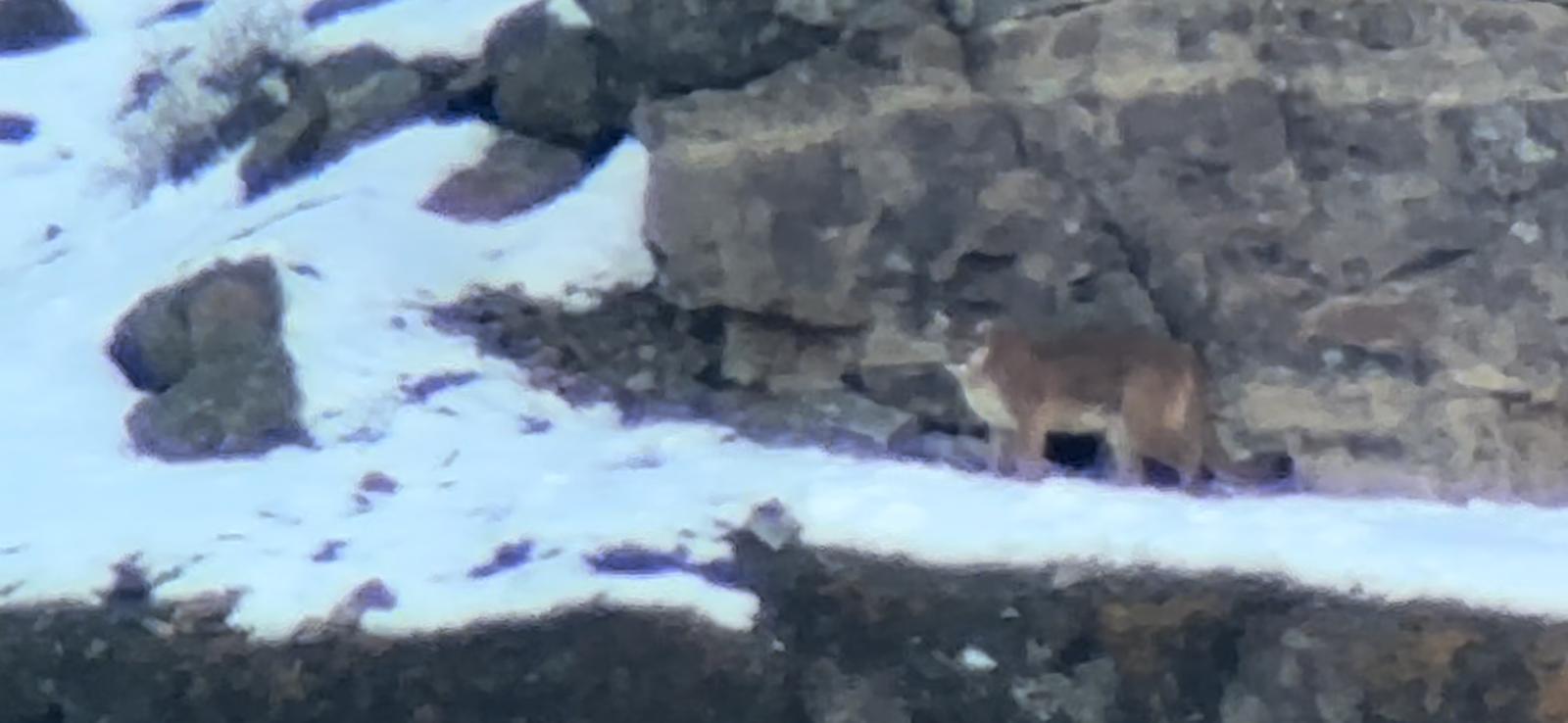 a polar bear standing on top of a rockA mountain lion seen through a spotting scope in Yellowstone National Park's Northern Range pauses at the base of a volcanic cliff as seen by guests on tour with Yellowstone Wild Tours.