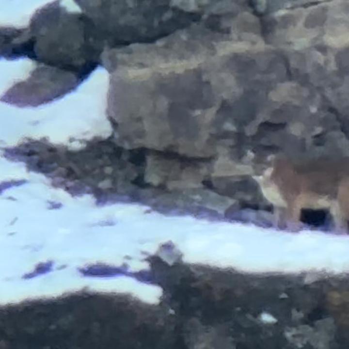 a polar bear standing on top of a rockA mountain lion seen through a spotting scope in Yellowstone National Park's Northern Range pauses at the base of a volcanic cliff as seen by guests on tour with Yellowstone Wild Tours.