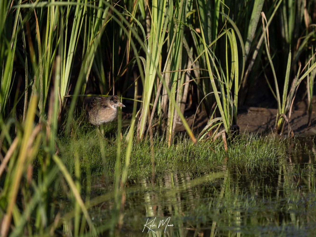 Sora chick in reflection - Yellowstone National Park