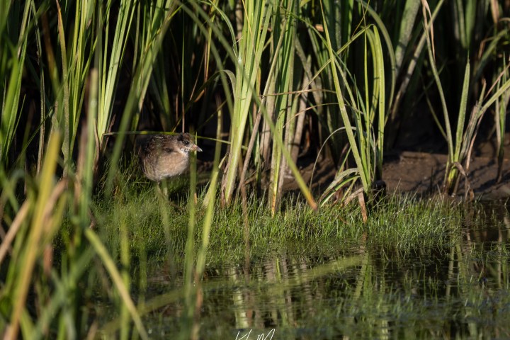 Sora chick in reflection - Yellowstone National Park