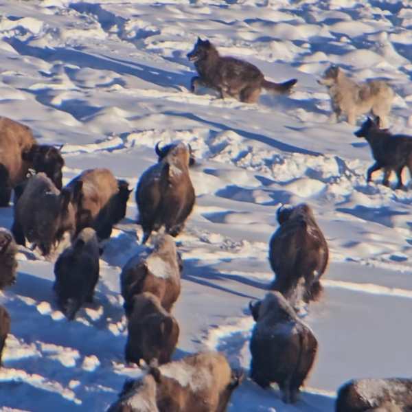Wolves hunting bison in Yellowstone National Park is among many sights guests see while on tour with Yellowstone Wild Tours.