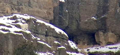 Mountain lions and other predators are among wildlife viewed on tour with Yellowstone Wild Tours in Yellowstone National Park as well as mountain goats and other prey species.