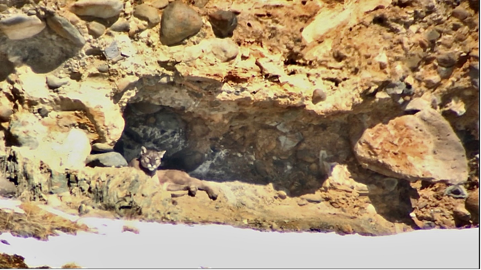 Mountain lions and other predators are among wildlife viewed on tour with Yellowstone Wild Tours in Yellowstone National Park.