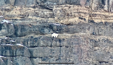 Mountain lions and other predators, as well as mountain goats and prey species, are among wildlife viewed on tour with Yellowstone Wild Tours in Yellowstone National Park.