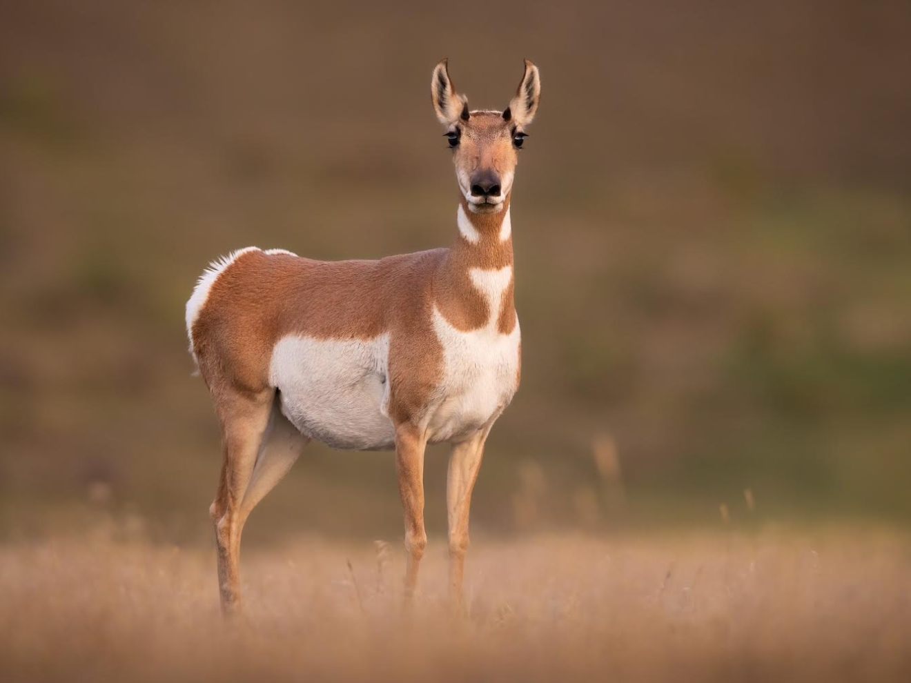 pronghorn doe in Yellowstone