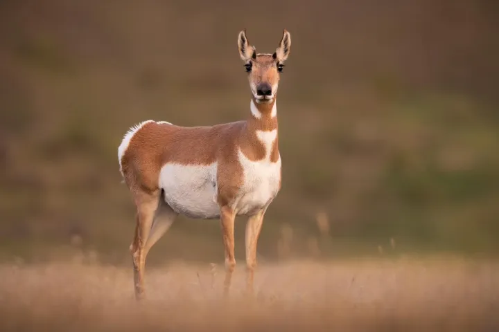 pronghorn doe in Yellowstone