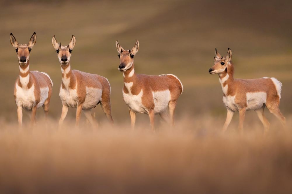 a group of brown horses standing on top of a dry grass field